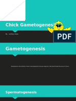 Gametogenesis in Chick 