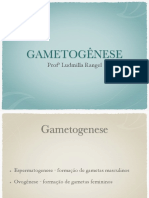 Gametogenese