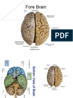 Cerebrum