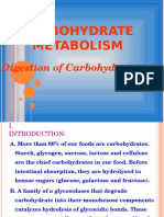 Carbohydrate Digestion