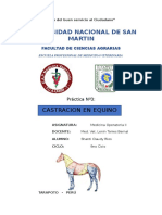 Castracion Equina - Informe Shanti