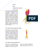 Músculos de La Mano