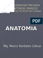 Anatomia Upao