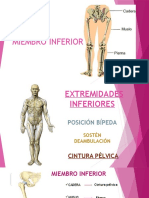 Tema 5 Huesos Cintura Pélvica y MMII