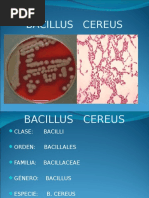 8 Bacillus Cereus