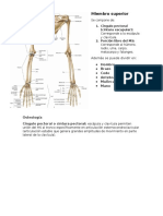 Osteología de Miembro Superior