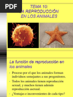 10 Reproduccion Animales