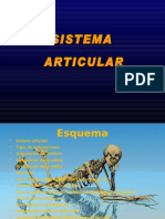 Sistema Articular