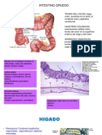 Histologia