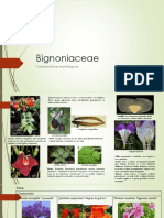 Familia Bignoniaceae