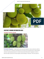 Jackfruit Farming Information Guide - Agrifarming