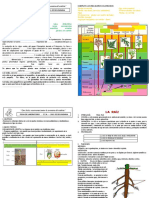 Reino Plantae Organografia