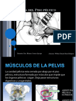 Anatomia Del Piso Pelvico