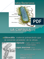 Cápsula y Biofilms PDF