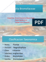 Familia Bromeliaceae (Presentacion)