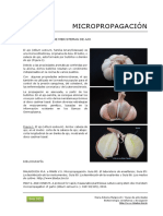 105 Micropropagacion Del Ajo PDF