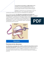 Los Ribosomas - Biologia