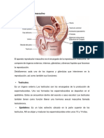 Aparato Reproductor Masculino (FISIOLOGÍA)