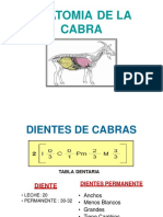 Anatomia de La Cabra