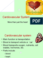 Cardiovascular System: More Than Just The Heart