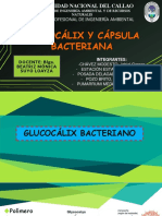 Glucocalix - Cápsula Bacteriana