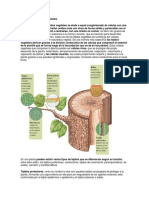 Concepto Del Tejido Vejetal