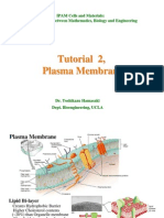 Tutorial 2, Plasma Membrane