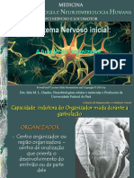 Neuroembriologia