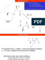 The Proteases PDF