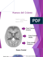 Craneo Anatomia