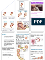 Triptico Proceso de Fecundacion y Gestac