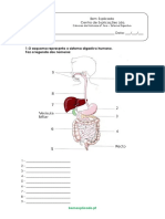 A.2.1 - Sistema Digestivo Humano - Ficha de Trabalho