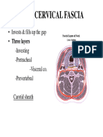 Head & Neck - Deep Cervical Fascia &cervical Plexus