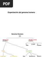 1 - Cromosomas