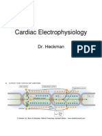 Cardiac Electrophysiology