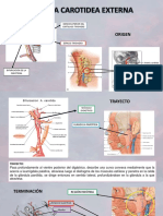 Arteria Carotidea