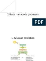 Basic Metabolic Pathway