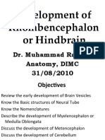 Development of Rhombencephalon and Mesencephalon