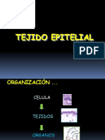 Tejido Epitelial Clases