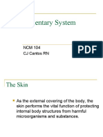 Integumentary System Lecture