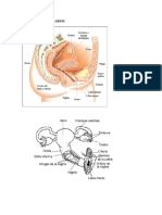 El Utero y Los Ovarios