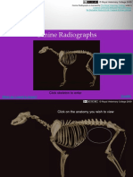 Canine Radiographs