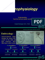 Neurophysiology: Understanding How The Nervous System Works