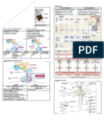 Sella Turcica Releasing Factors Median Eminence Anterior Pituitary Paraventricular Supraoptic Nuclei