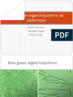 Blue Green Algae (Tolypothrix) As Biofertilizer