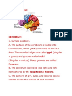 Cerebrum