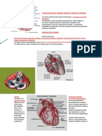 Vascularizacion Del Corazon