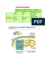 Fotosintesis y Respiracion