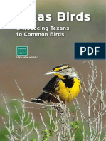 Texas Birds