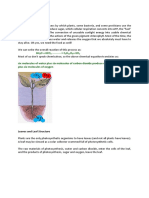 What Is Photosynthesis